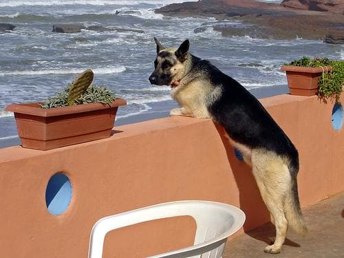 German Shepherd
