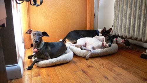 Italian Greyhound