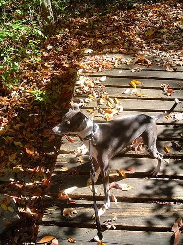 greyhound