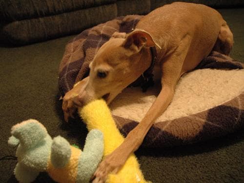 greyhound