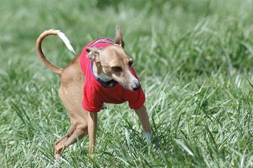 greyhound