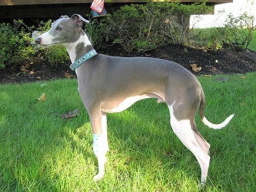 greyhound