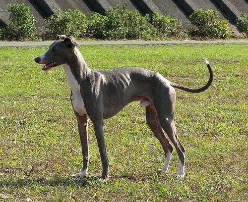 Italian Greyhound