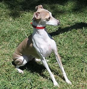 greyhound