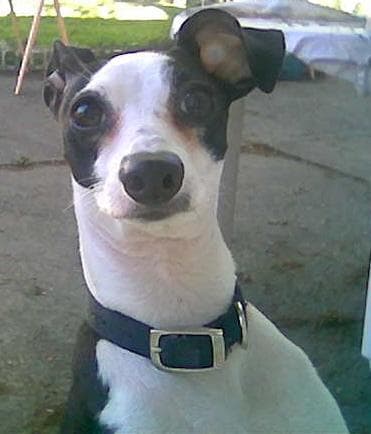 Italian Greyhound