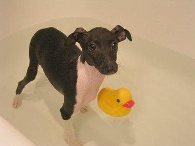 Italian Greyhound
