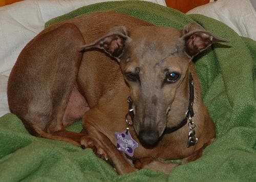 Italian Greyhound