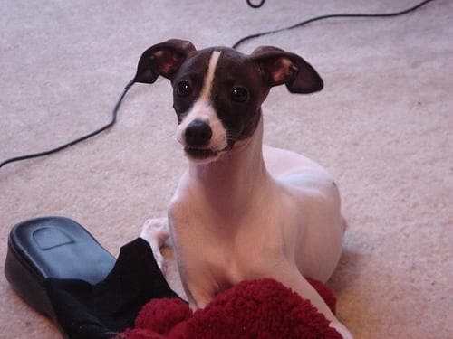 Italian Greyhound
