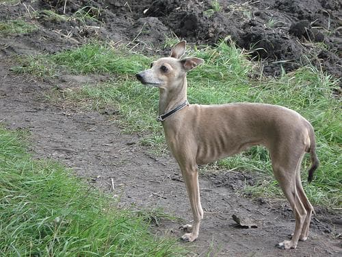 greyhound