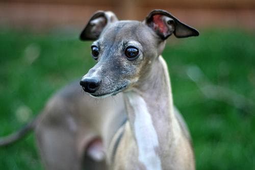 Italian Greyhound
