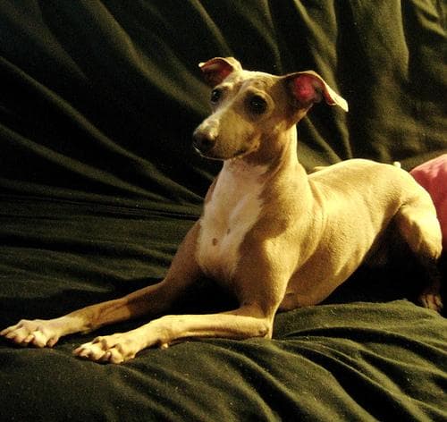 greyhound