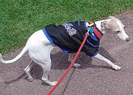 Italian Greyhound