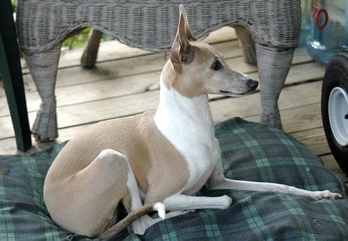 Italian Greyhound