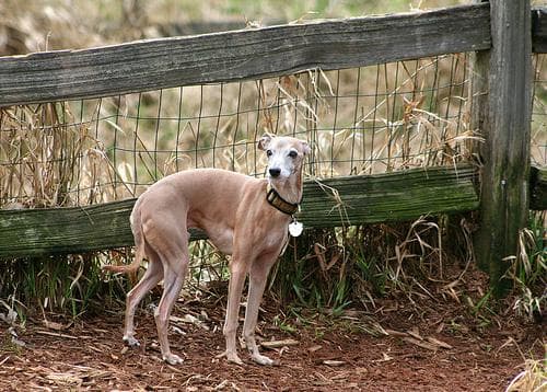 Italian Greyhound