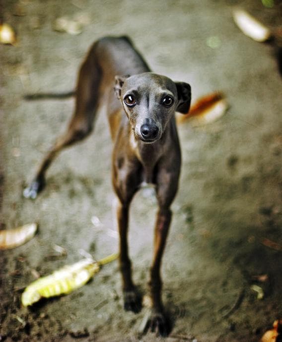 greyhound