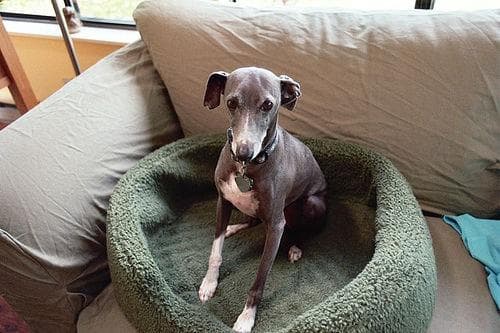greyhound
