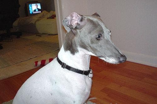 Italian Greyhound