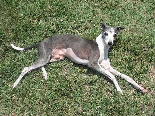 Italian Greyhound