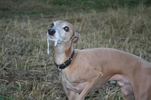 Italian Greyhound