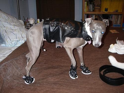 Italian Greyhound