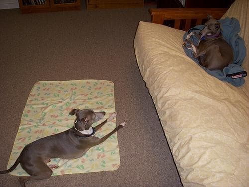 greyhound