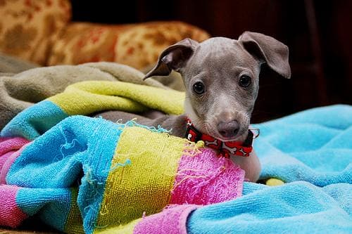 Italian Greyhound