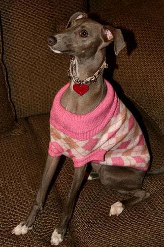 greyhound