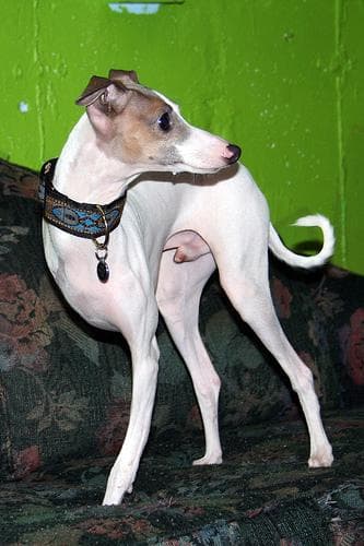 Italian Greyhound