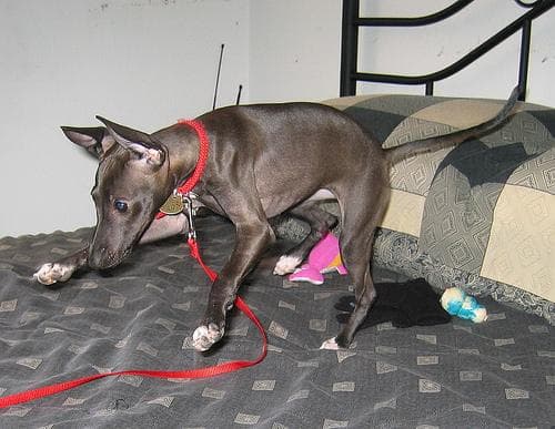 Italian Greyhound