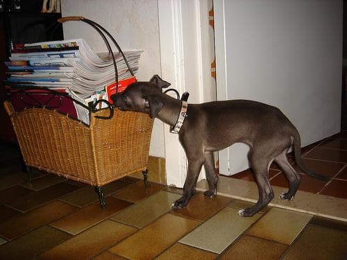 Italian Greyhound