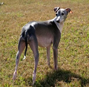 Italian Greyhound