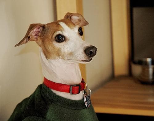 greyhound