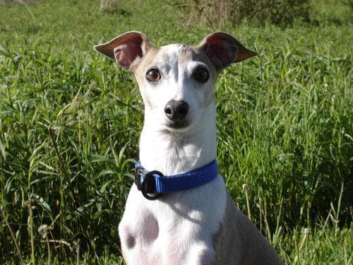 greyhound