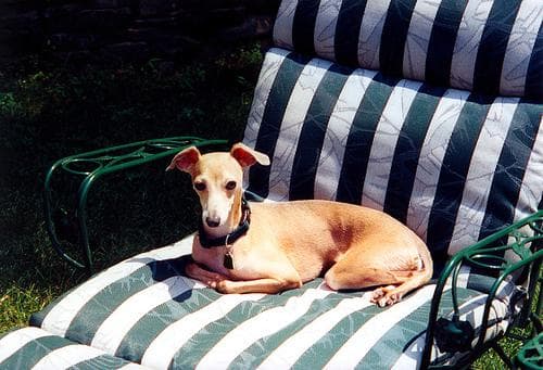 Italian Greyhound