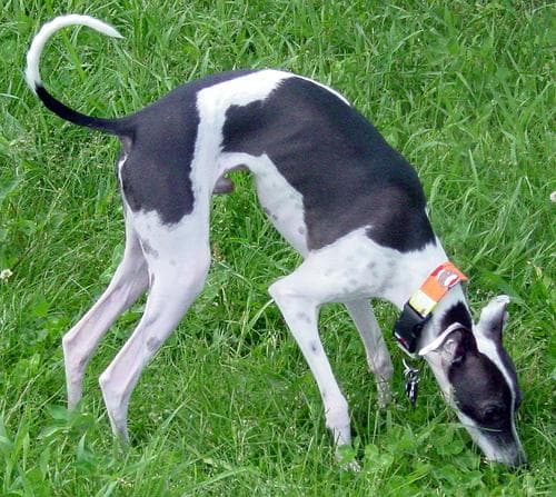 greyhound