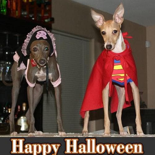 Italian Greyhound
