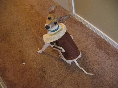 Italian Greyhound