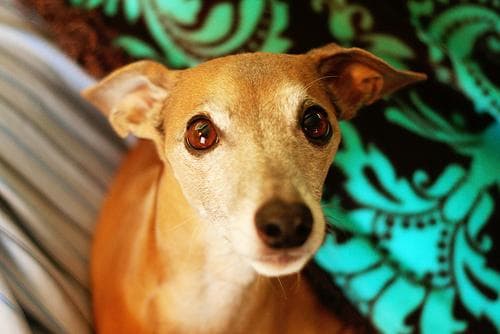 greyhound