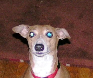 Italian Greyhound