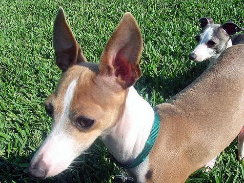Italian Greyhound