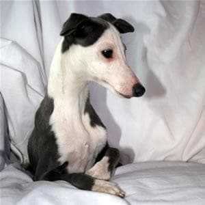 Italian Greyhound