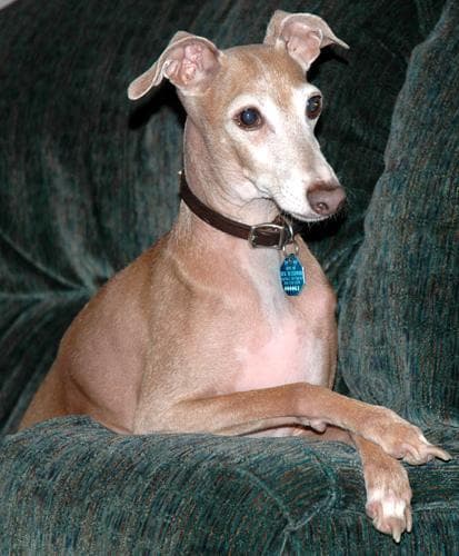Italian Greyhound