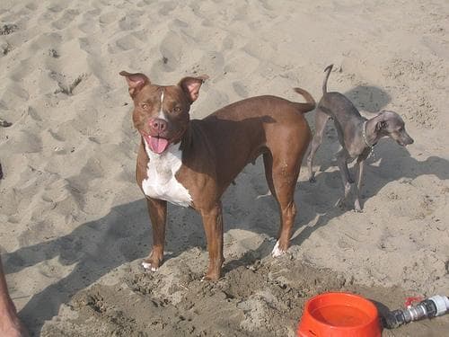 Italian Greyhound