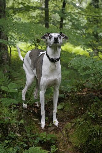Italian Greyhound