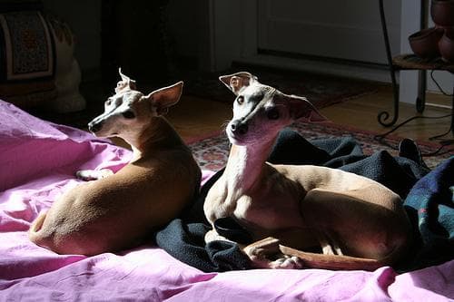 Italian Greyhound