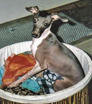 Italian Greyhound