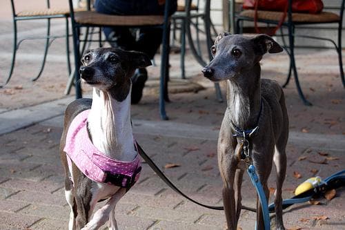Italian Greyhound