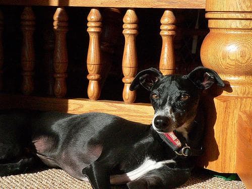 Italian Greyhound