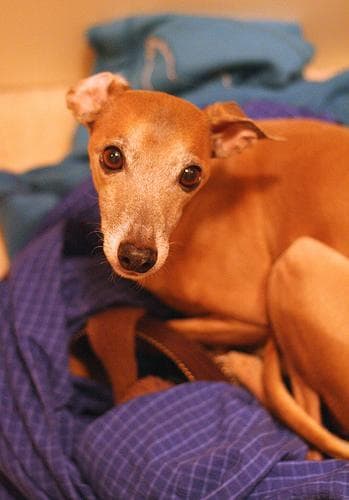 greyhound