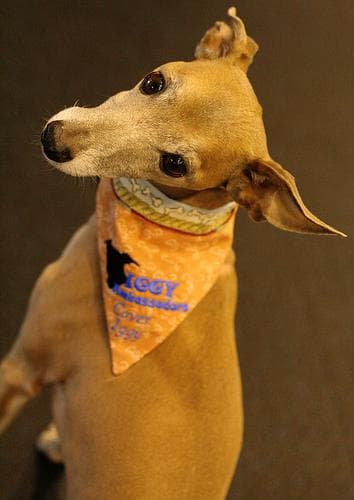 Italian Greyhound